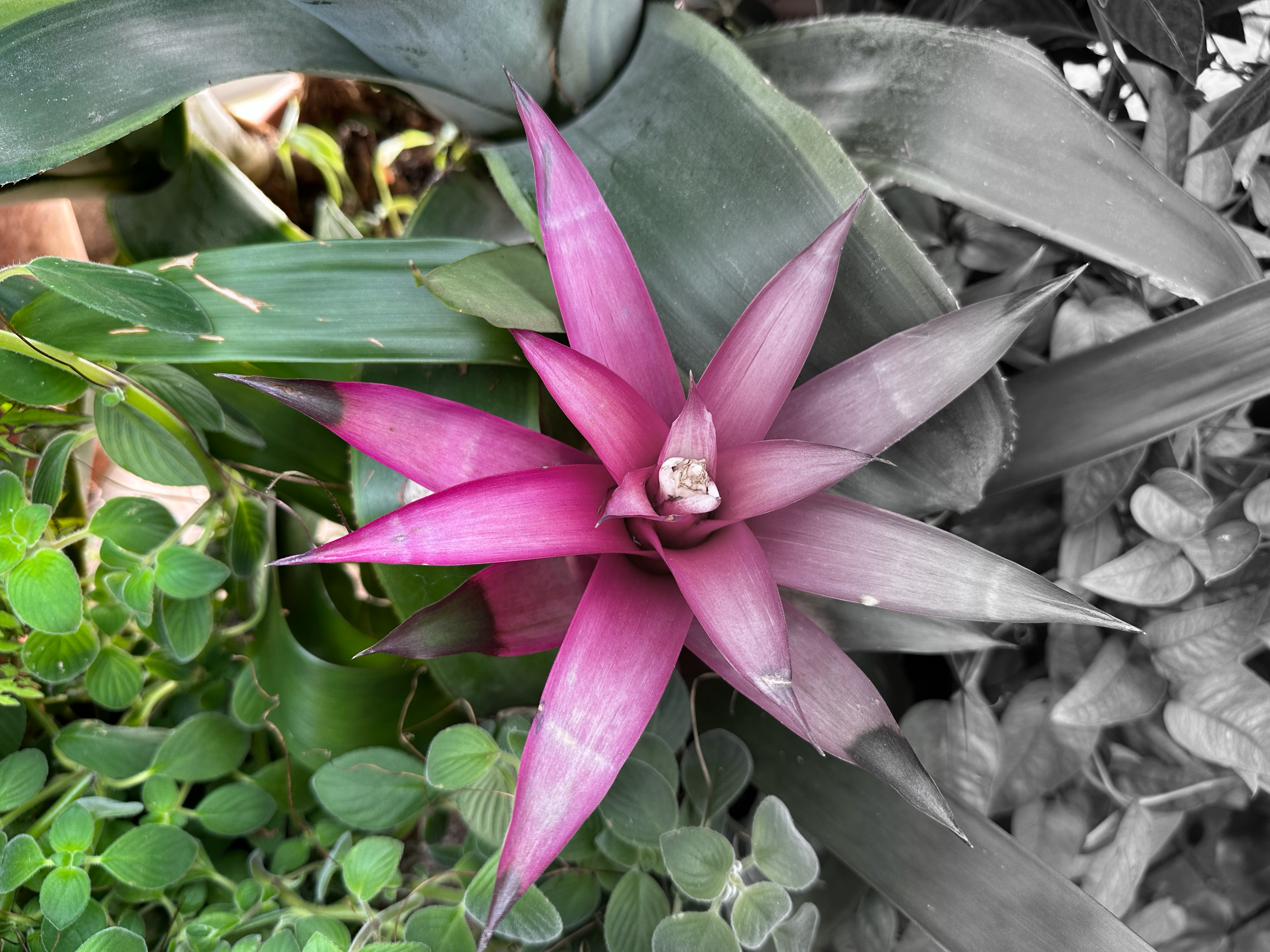 A picture of a flower doctored so that the leaves and blossom are brilliant green and purple on the left, but fade into shades of grey on the right.